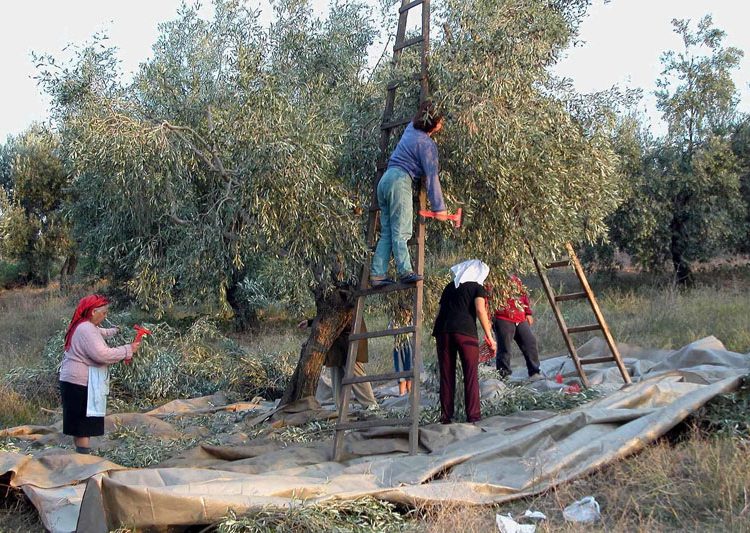 Ελλάδα: Βάζουν… μικροτσίπ και σεκιούριτι σε χωράφια με ελιές – Φοβούνται κύμα κλοπών