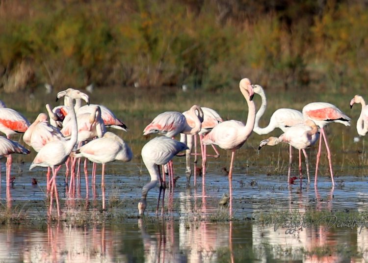 Ηλεία: Εντυπωσιάζουν τα φλαμίνγκο στον υδροβιότοπο Κοτυχίου