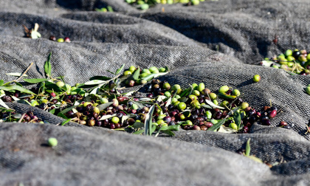 Άρχισαν να απλώνουν λιόπανα και να μαζεύουν ελιές από πάρκα και πλατείες μέσα σε πόλεις