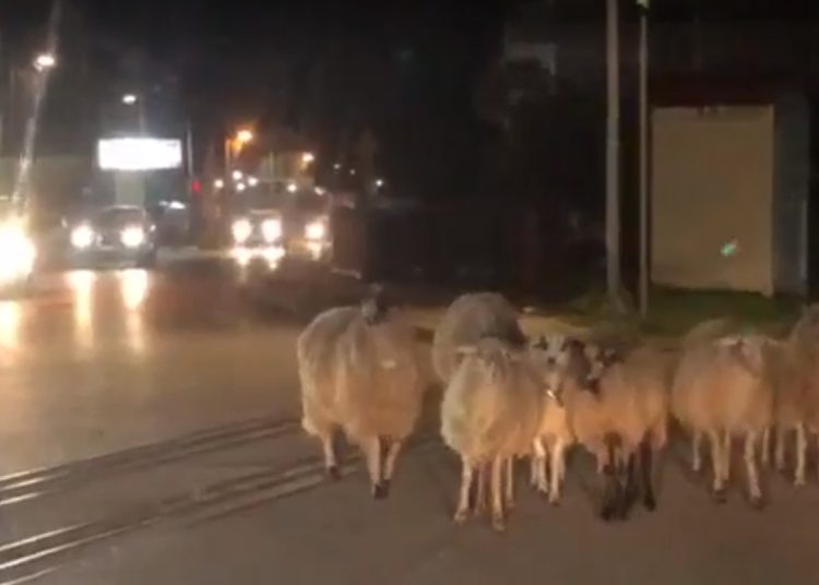Πύργος: Πρόβατα έκαναν βόλτα στους δρόμους της πόλης
