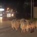 Πύργος: Πρόβατα έκαναν βόλτα στους δρόμους της πόλης