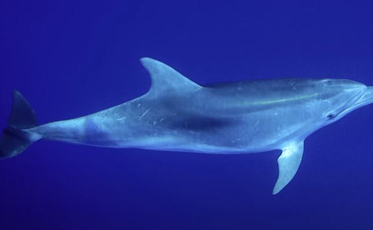 Πελοπόννησος: Εντοπίστηκε σπάνιο δελφίνι με “χέρι” που μοιάζει “ανθρώπινο”