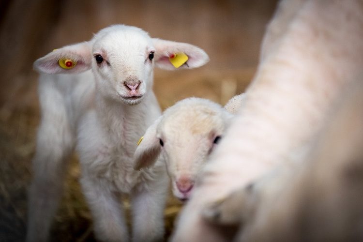 Ηλεία: Ξεκίνησε η απογραφή ζωικού κεφαλαίου αιγοπροβάτων – χοιρινών