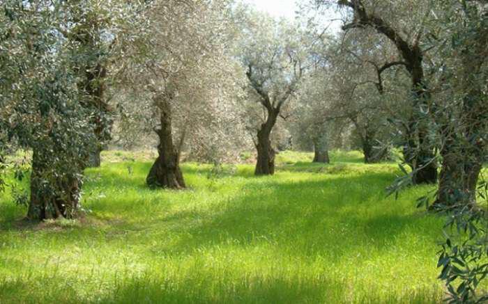 Καβάλα: Μπήκαν σε χωράφι, μάζεψαν ελιές και έφυγαν κύριοι!