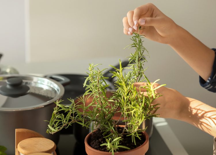 Το μαγικό βοτάνι που διώχνει το άγχος, τονώνει τη μνήμη και την άμυνα