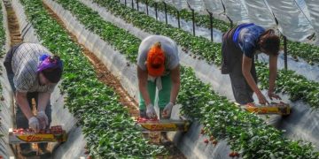 Αγροτικά: ΄Ολο το σχέδιο για τους εργάτες γης-30χιλιάδες μετανάστες θα μπουν στην αγορά εργασίας