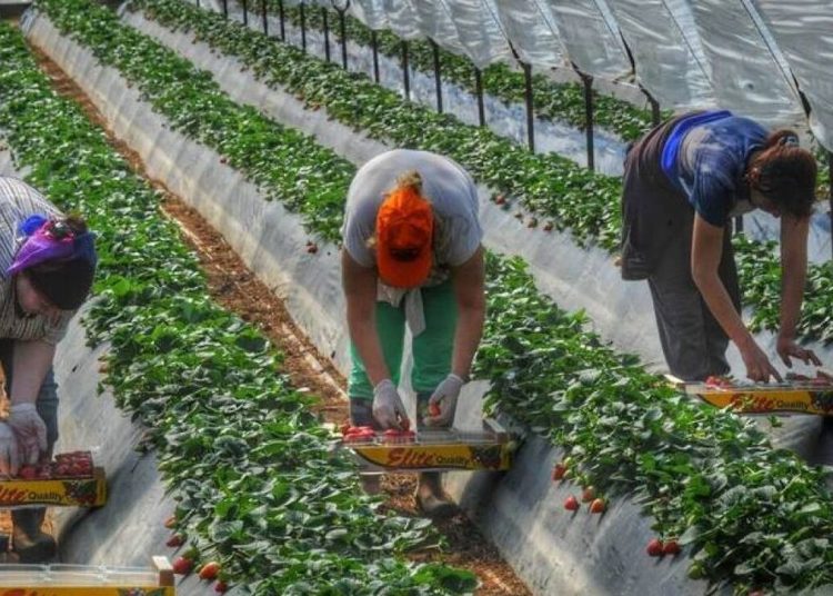 Αγροτικά: ΄Ολο το σχέδιο για τους εργάτες γης-30χιλιάδες μετανάστες θα μπουν στην αγορά εργασίας