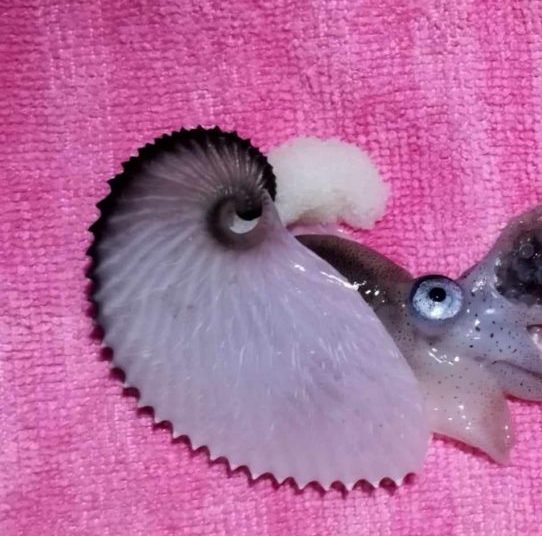 Ηλεία: Σπάνιο θαλάσσιο πλάσμα βρέθηκε σε ακτή