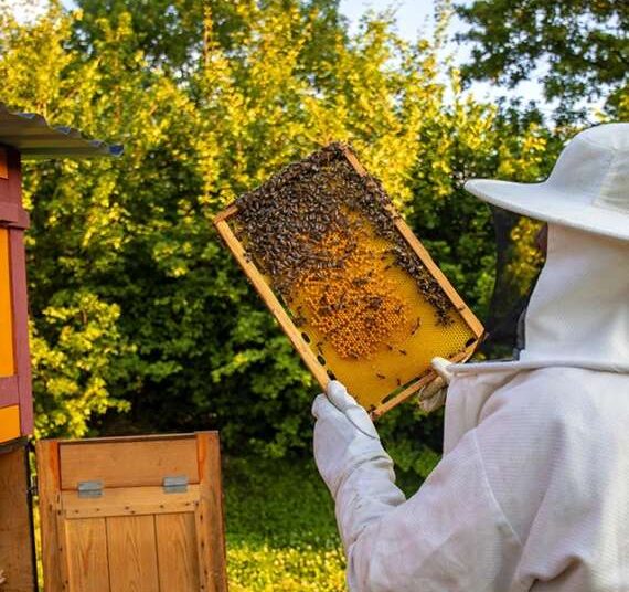 Ηλεία: Δημιουργείται Μελισσοκομικός Σύλλογος για την ανάδειξη του προϊόντος