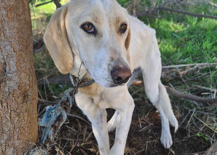 Ηλεία: Αλυσόδεσαν σκυλίτσα στην ερημιά για να πεθάνει
