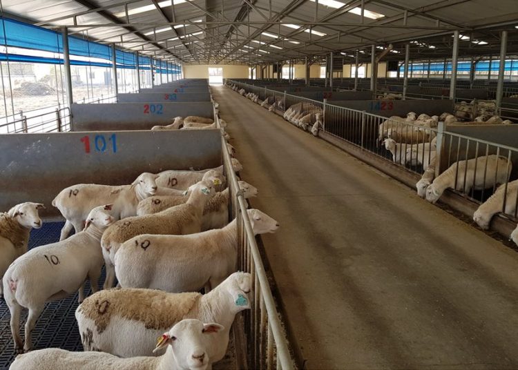 Διαχειριστικά Σχέδια Βόσκησης: Τις επόμενες εβδομάδες ο νόμος που λύνει θέματα στους κτηνοτρόφους