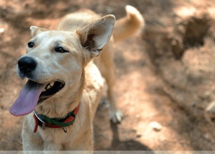 Δήμος Πύργου: Πρόσκληση προς φιλοζωικά σωματεία και φιλοζωικές οργανώσεις