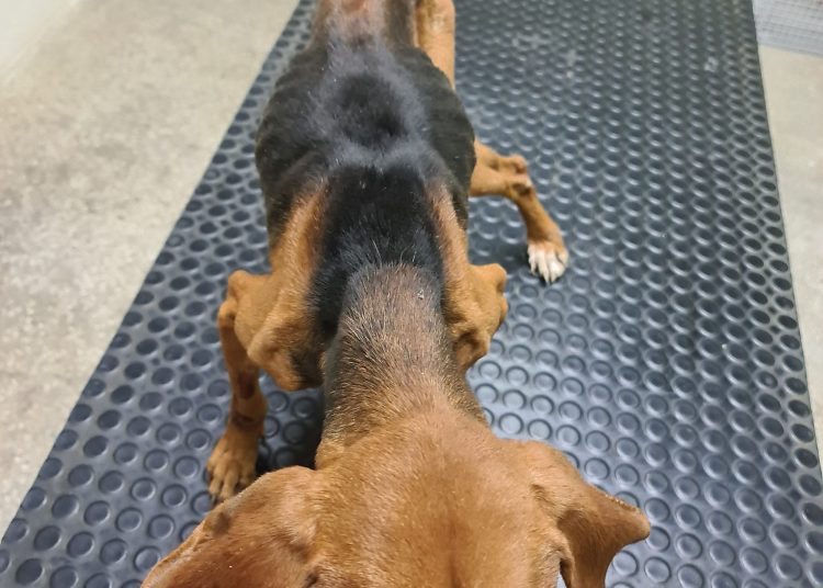 Κρέστενα: Σκυλί υποσιτισμένο περιφερόταν αβοήθητο-Σοκάρουν οι εικόνες