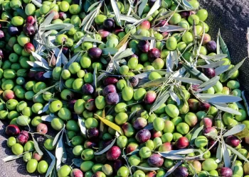 Το ελληνικό ελαιόλαδο μελετάται στα πανεπιστήμια Yale, Auburn και Τemple για τις προστατευτικές του ιδιότητες στο Αλτσχάιμερ