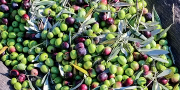 Το ελληνικό ελαιόλαδο μελετάται στα πανεπιστήμια Yale, Auburn και Τemple για τις προστατευτικές του ιδιότητες στο Αλτσχάιμερ