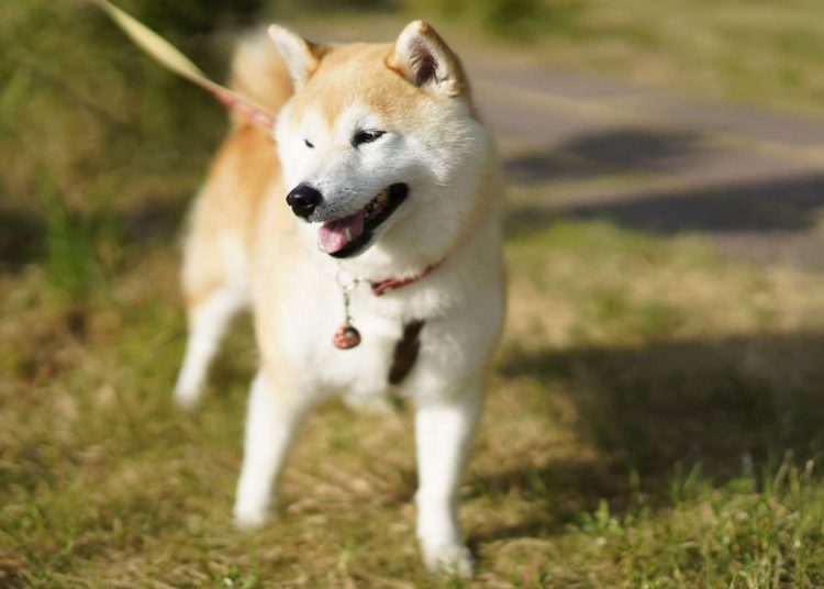 Φοβάστε τους σκύλους; 4 τρόποι για να το ξεπεράσετε