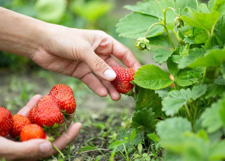 Φράουλα Ηλείας: Μειωμένη παραγωγή αλλά αυξημένη τιμή