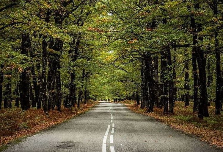 Τα δάση της Ηλείας στην μεταρρύθμιση του Υπουργείου Περιβάλλοντος-Τι αλλάζει