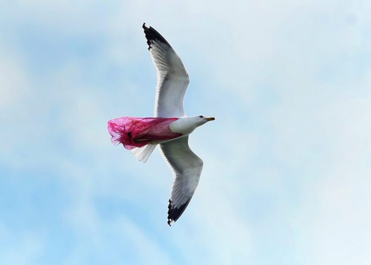 Γλάρος πετάει στην Αττική μπλεγμένος σε σακούλα-Ο άνθρωπος καταστρέφει το περιβάλλον