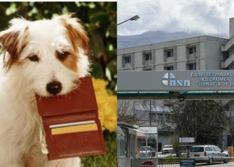 Πάτρα: Αδέσποτη σκυλίτσα βρήκε πορτοφόλι και το παρέδωσε