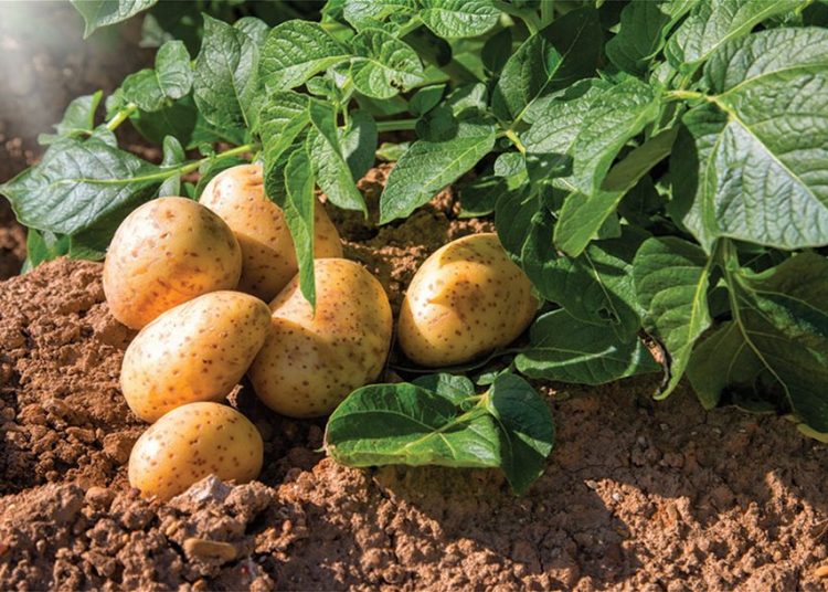 Hλεία: Πως εξελίσσεται η παραγωγή πατάτας-Βοηθάει ο καλός καιρός