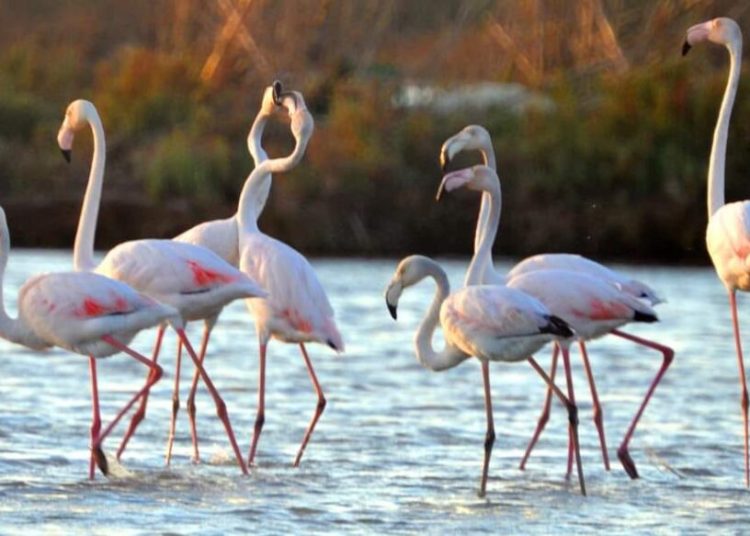 Πως θα γίνει η αξιοποίηση λίμνης Κοτυχίου, Αλυκών και παραλίας Κουνουπελίου