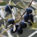 Ελιά Καλαμών: Νόμιμη η χρήση της από όλη την Ελλάδα-Έχασαν οι Μεσσήνιοι