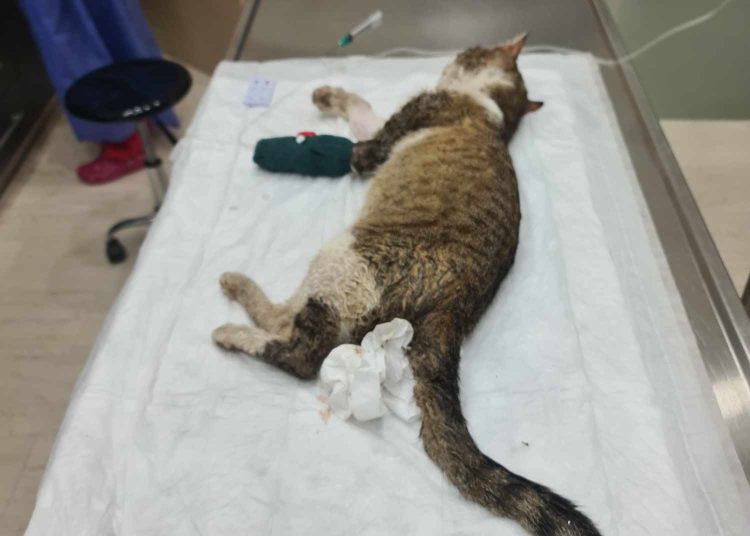 Καταγγελία του Φιλοζωϊκού Κρεστένων για άτομο του δήμου που αρνήθηκε βοήθεια σε ζώο