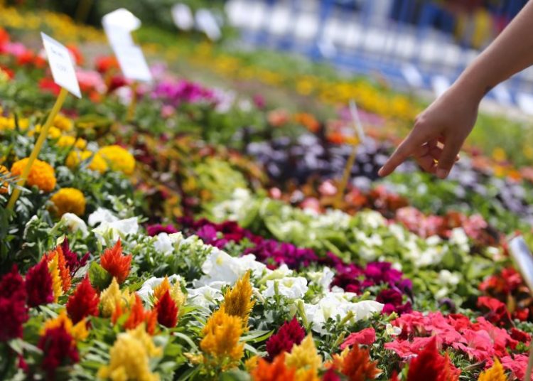 Ο Δήμος Πύργου διοργανώνει Ανθοκομική Έκθεση τον Μάϊο