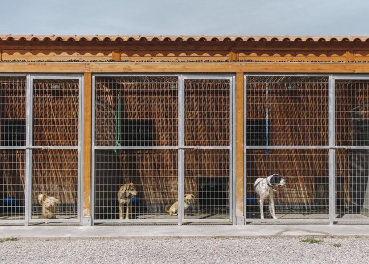 Ο Δήμος Ολυμπίας ετοιμάζει καταφύγιο αδέσποτων ζώων
