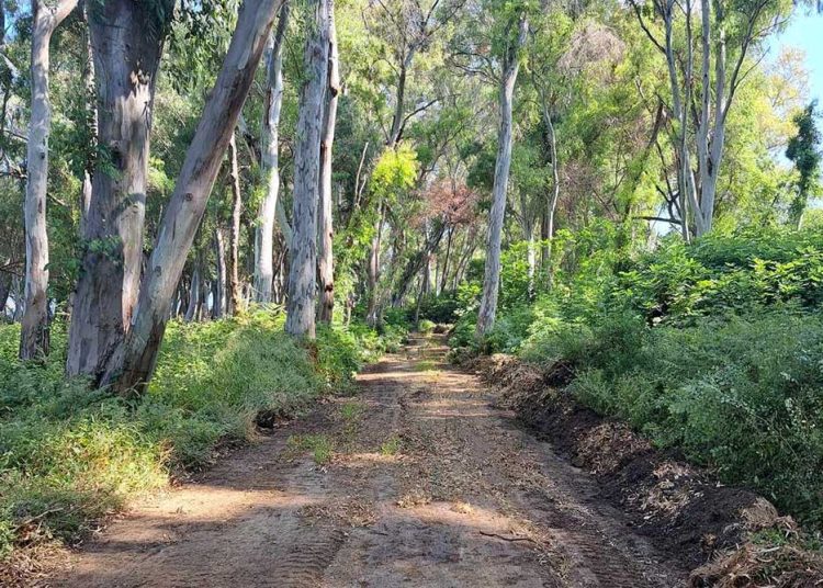 Δήμος Ανδραβίδας-Κυλλήνης: Εγκρίθηκε χρηματοδότηση ύψους 100.000 ευρώ για την δημιουργία ζωνών πυροπροστασίας