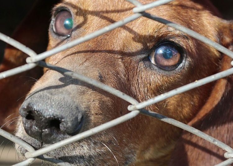 Ανδραβίδα: Συνελήφθη γιατί στο σπίτι του είχε σκύλους σε ακατάλληλες συνθήκες