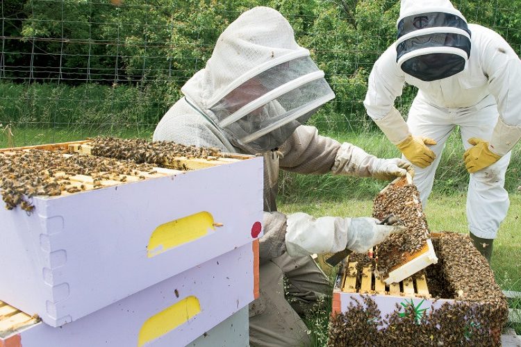 Μελισσοκόμοι: Έρχεται οικονομική ενίσχυση-Ποιοι οι δικαιούχοι