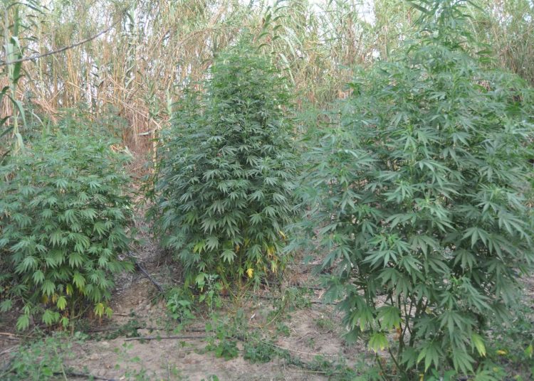 Γαστούνη: Τεράστια φυτεία ναρκωτικών εντοπίστηκε-Θα κέρδιζαν 450.000 ευρώ