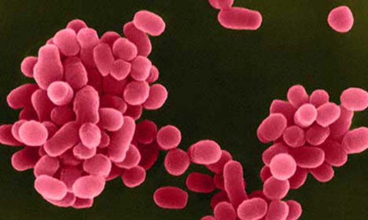 Ηλεία: Κρούσμα μελιταίου πυρετού σε ζώο εκτροφής