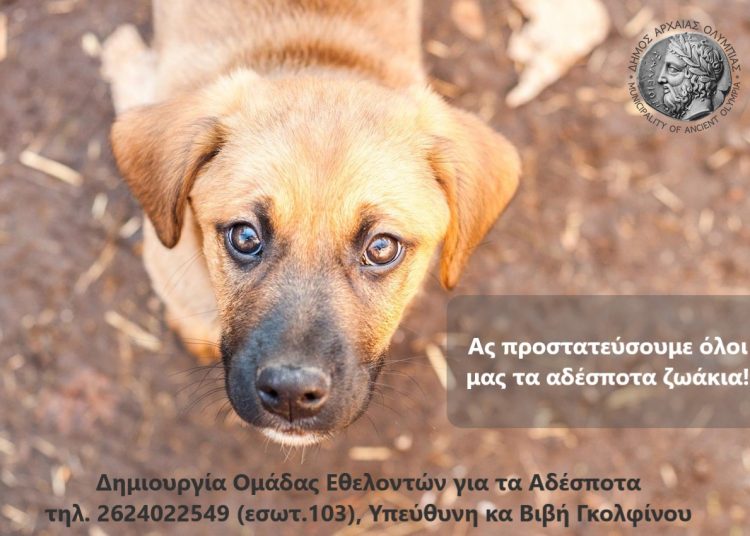 Δήμος Ολυμπίας: Φτιάχνει ομάδα για την προστασία των αδέσποτων ζώων