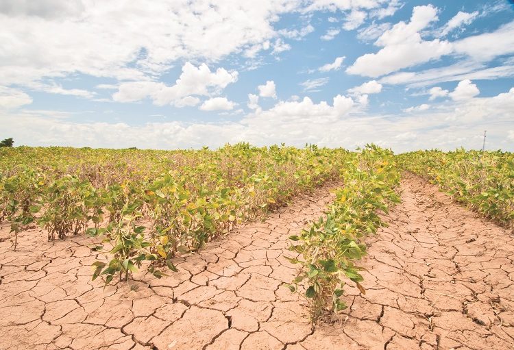 Ηλεία: Ο καύσωνας φέρνει προβλήματα στις καλλιέργειες-Έφτασε στο Υπουργείο & στον ΕΛΓΑ το θέμα