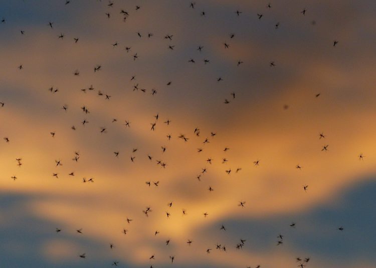 Γιατί τα κουνούπια τσιμπούν εσάς και όχι τους άλλους