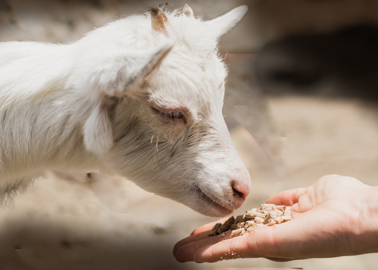 Ελληνική κτηνοτροφία: Μεγάλες οι δυσκολίες & τα κόστη-Πληγή οι ζωοοτροφές