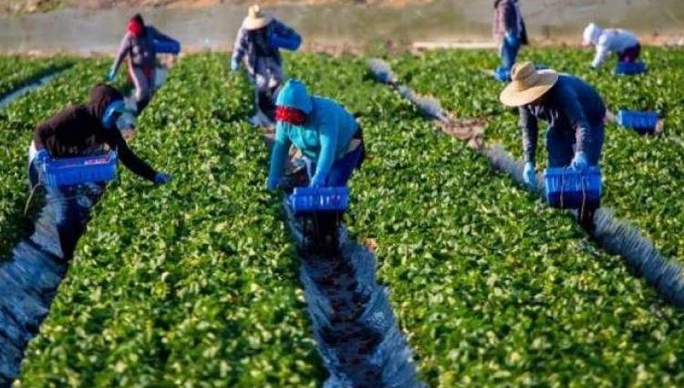 Δυτ. Ελλάδα: Πιάστηκε κύκλωμα σύγχρονου σκλαβοπάζαρου εργατών γης