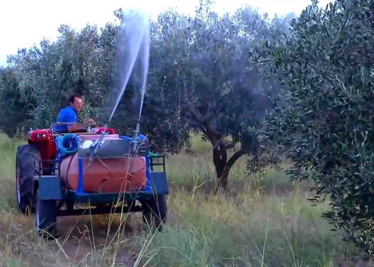 Ηλεία: Ξεκινούν οι δολωματικοί ψεκασμοί στην ελιά