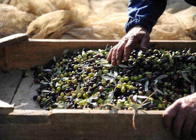 Μεσίτες ελαιόλαδου-Αυτοί κινούν την αγορά