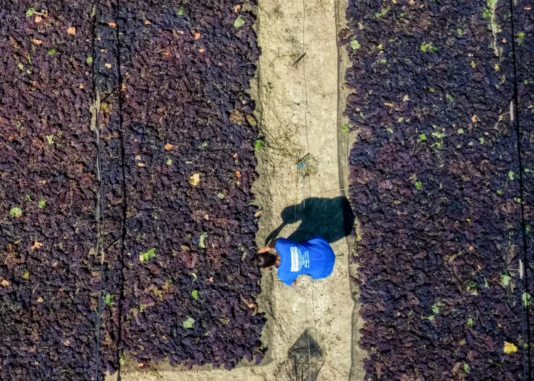 Σταφίδα: Οι δυνατότητες και τα «αγκάθια» στην ανάπτυξη του εμβληματικού ελληνικού προϊόντος