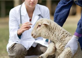 Πανώλη ζώων: Παίρνει μέτρα η Περιφέρεια-Τι πρέπει να ξέρουν οι κτηνοτρόφοι