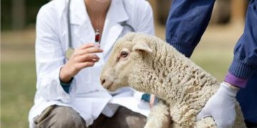 Πανώλη ζώων: Παίρνει μέτρα η Περιφέρεια-Τι πρέπει να ξέρουν οι κτηνοτρόφοι