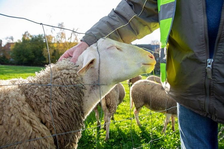 Πανώλη αιγοπροβάτων: Οργισμένοι με την κυβέρνηση οι παραγωγοί- Σύσκεψη στην Ηλεία