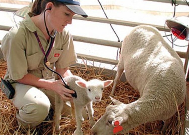 Ηλεία: Ξέσπασε πανώλη στα αιγοπρόβατα-Δύο κρούσματα σε Νεμούτα & Βαρθολομιό