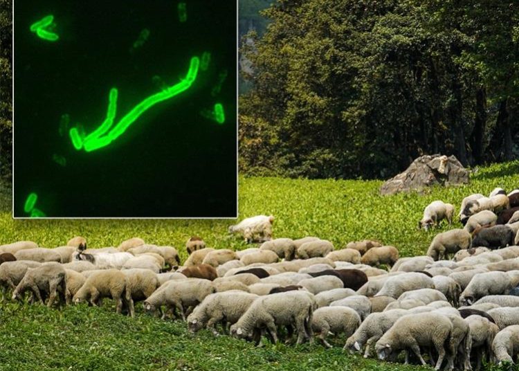 Πανώλη ζώων: Χωρίς νέο κρούσμα η Ηλεία-Έλεγχοι σε 130.000 ζώα