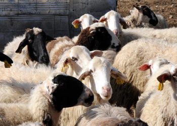 Πανώλη αιγοπροβάτων: Ξεκίνησαν οι πρώτες μηνύσεις κατά παντός υπευθύνου