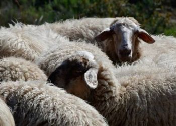 Δ. Ελλάδα-Πανώλη: 280 ζώα θανατώθηκαν σε Ηλεία & Αιτωλοακαρνανία